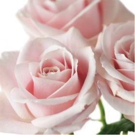 Floral Greeting Card Pale Pink Roses