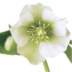 Floral Greeting Card   White Hellebore