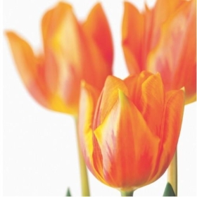 Floral Greeting Card  Orange Tulips