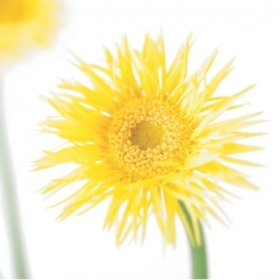 Floral Greeting Card   Yellow Gerbera