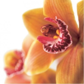 Floral Greeting Card   Gold Orchid