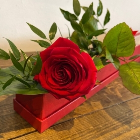 Single Rose in Box