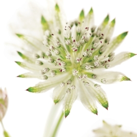 Floral Greeting Card White Astrantia