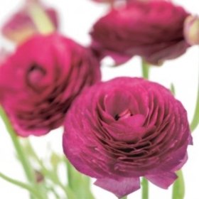 Floral Greeting Card Dark Pink Ranunculas