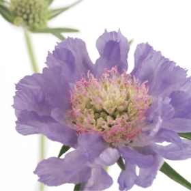 Floral Greeting Card Scabious