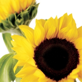 Floral Greeting Card Sunflowers