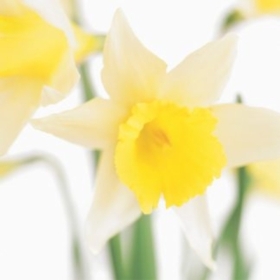 Floral Greeting Card Welsh Daffodils